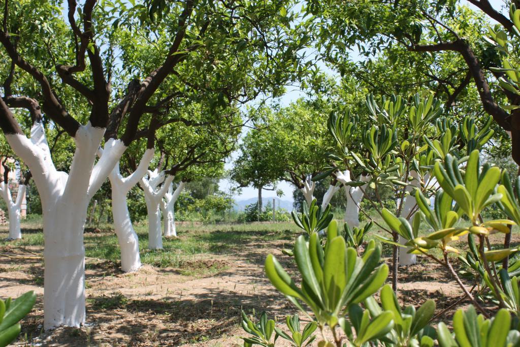 Azienda Agrituristica Biologica Il Querceto Santa Severina Exterior foto